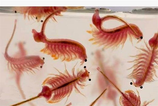 شهرستان هندیجان مستعد پرورش آرتمیا