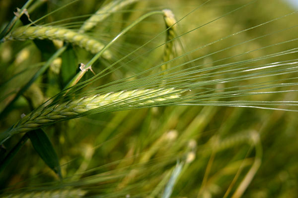 15 هزار تن جو تحویل مراکز تحویل‌گیری تعاون روستایی شد