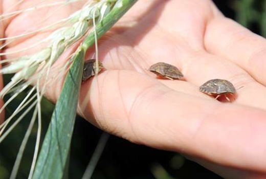 هشدار به کشاورزان به دلیل ریزش سن غلات در مزارع شهرستان مرند