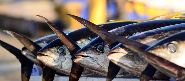 انجام پروژه های مشترک برای بازسازی و بهسازی زیستگاه نوزادان آبزیان و رهاسازی گونه های ارزشمند؛ مرحمی بر زخم توده زنده آبزی خلیج فارس/ سرمایه گذاری ناچیز ایران در توسعه آبزی پروری