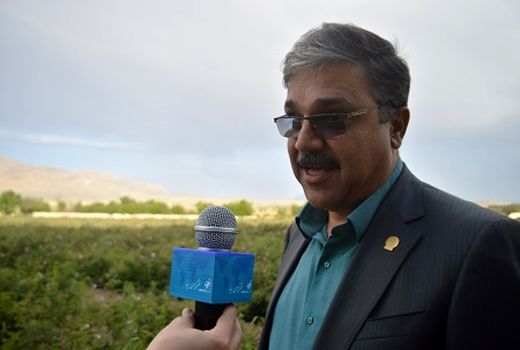 پیش بینی کاشت 397 هزار هکتار گندم در فارس 