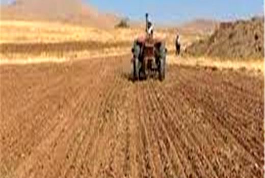 تمهیدات لازم برای کشت کلزا در فیروزآباد فراهم شد  
