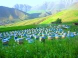 آغاز کوچ زنبوردارن به هرمزگان