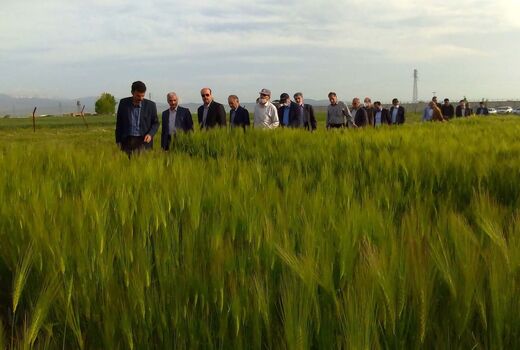  ۳.۸ میلیون تن جو امسال در سطح کشور تولید می‌شود
