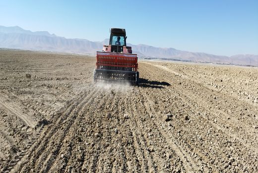 کشت گندم تا بیش از 11 هزار هکتار در بیضا 