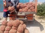 توسعه کشت زعفران در خوزستان