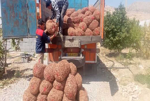 توسعه کشت زعفران در خوزستان