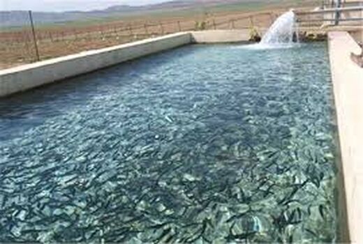 افزایش ۳۰ درصدی تولید ماهی سردابی در اسفراین