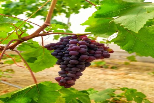 کشت گلخانه ای انگور رقم فلیم در سامان ثمر داد