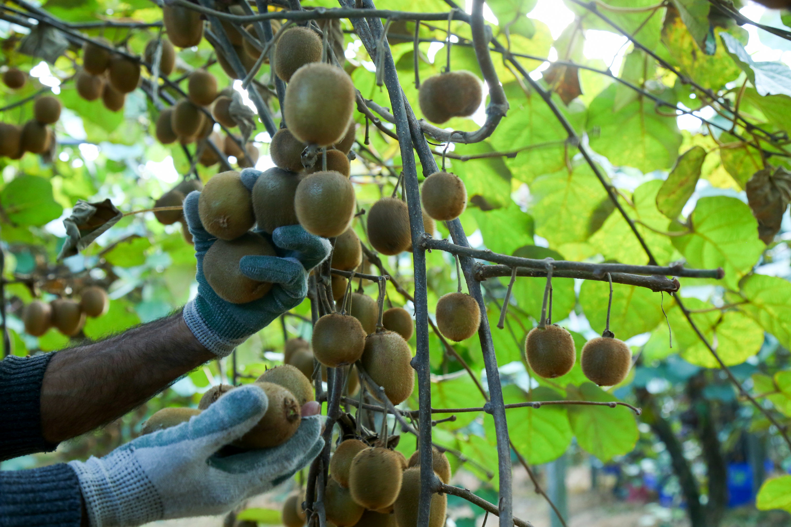  میوه ای شگفت انگیز به نام کیوی 