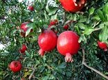 ۲۳ هزار تن انار در طارم تولید و روانه بازار مصرف می شود