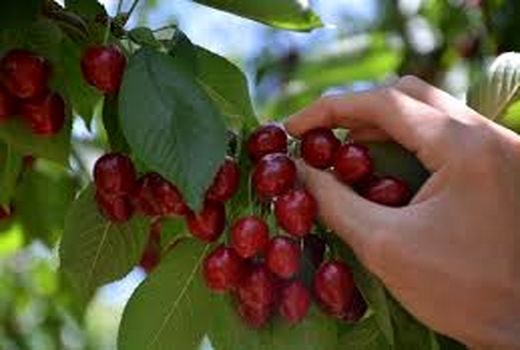 برداشت گیلاس در اصفهان