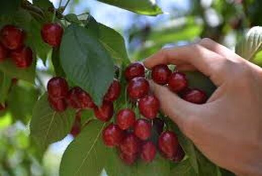 برداشت گیلاس در اصفهان