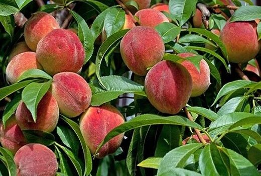 باغ‌های سپیدان تا اواسط مرداد ماه میزبان میوه‌ها  