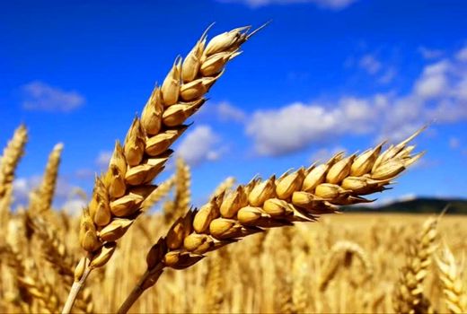 جشنواره رسانه‌ای «خوشه طلایی» برگزار می‌شود