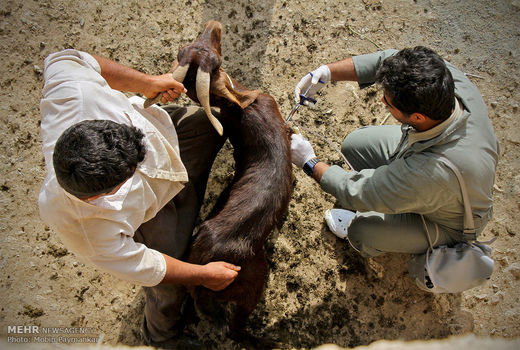 واکسیناسیون بیش از 173 هزار نوبت سر دام سبک در استان خوزستان