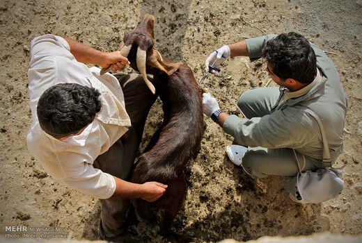 واکسیناسیون بیش از 173 هزار نوبت سر دام سبک در استان خوزستان