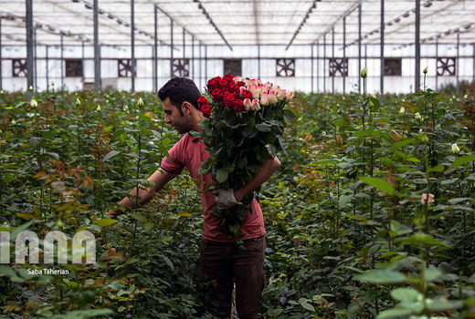 گلخانه گل رز