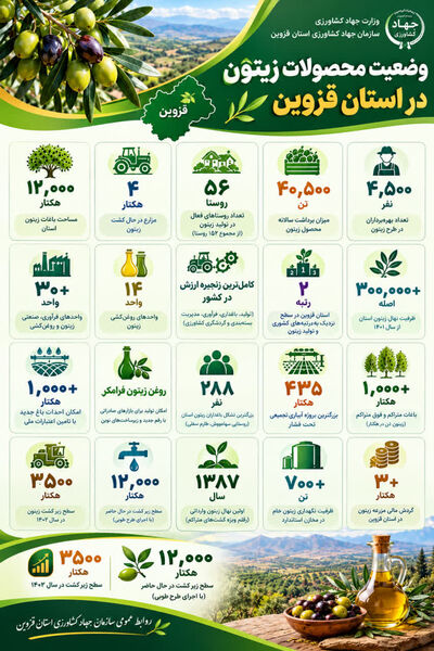  تولید محصول زیتون در استان قزوین
