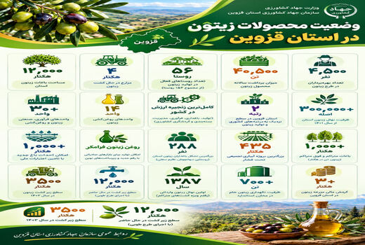  تولید محصول زیتون در استان قزوین