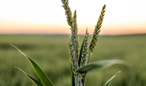 برداشت «قصیل» گندم ممنوع است