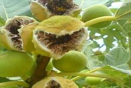 تولید محصول گواهی شده انجیر توسعه یابد