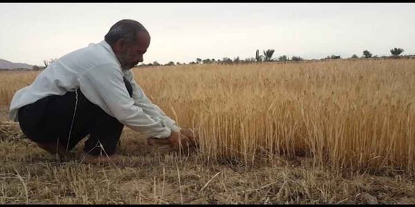 آغاز برداشت جو در کویر مرکزی ایران