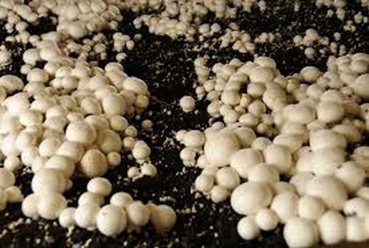  یک واحد قارچ خوراکی  نشان استاندارد حد مجاز آلاینده ها محصولات کشاورزی دریافت کرد 