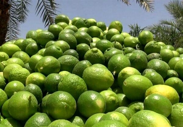 برداشت لیموترش از باغات خوزستان