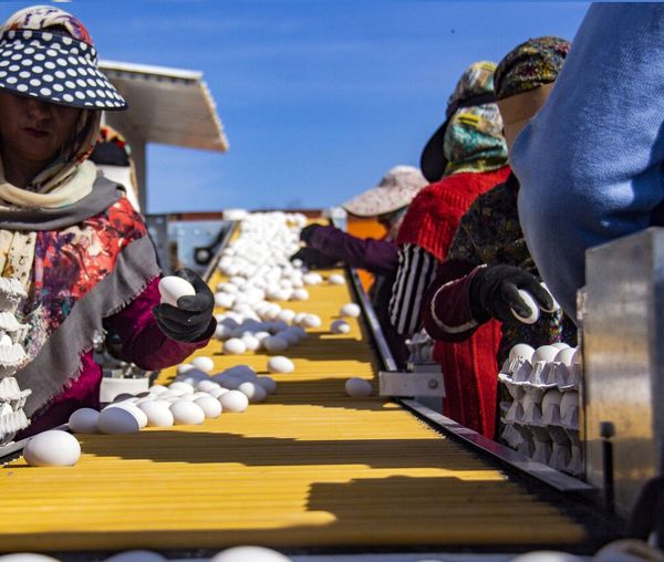۸۰۴ شغل در بخش کشاورزی خراسان شمالی ایجاد شد