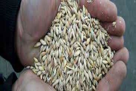 اختصاص ۷۲۰۰ تن جو به دامداران ایلامی