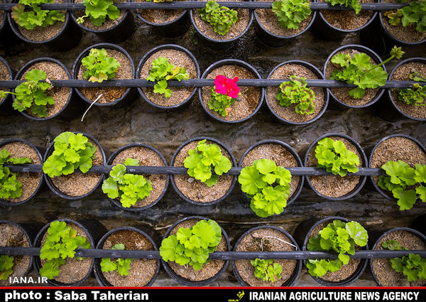 اختصاص تسهیلات توسعه روستایی بدون محدودیت به کشت گلخانه‌ای