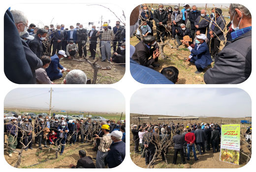 برگزاری کارگاه آموزشی هرس باردهی انگور در شهرستان بناب