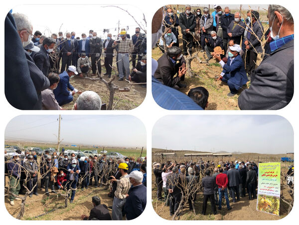 برگزاری کارگاه آموزشی هرس باردهی انگور در شهرستان بناب