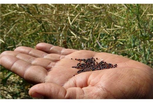 135 تن کلزا از کشاورزان ساروی خریداری شد