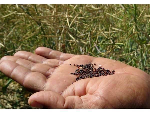 135 تن کلزا از کشاورزان ساروی خریداری شد