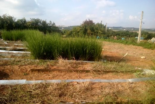 وتیور گیاهی معجزه‌گر در حفاظت خاک و آب کشور