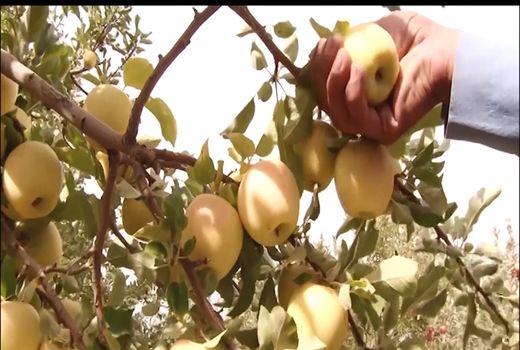 پیش بینی برداشت بیش از ۲۰۰ هزار تن محصول سیب