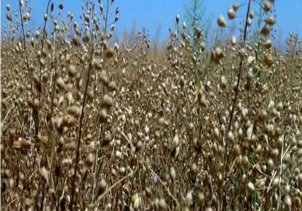 آغاز برداشت نخستین دانه کاملینا از مزارع خراسان شمالی