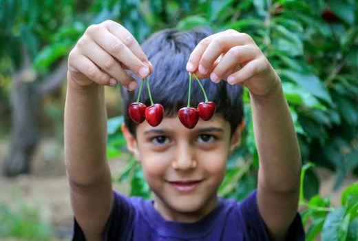 برداشت گیلاس از باغات سامان 