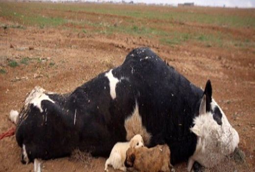 هشدار دامپزشکی تهران در خصوص شیوع بیماری تب ۳ روزه دامی