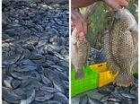 براشت ۲ تن ماهی تیلا پیا  از استخر بنیاد تعاون زندانیان فردوس