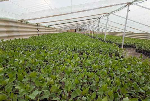 تولید و توزیع  35 هزار اصله نهال پسته در بین کشاورزان توسط ایستگاه تحقیقات کشاورزی و آبخوانداری تسوج