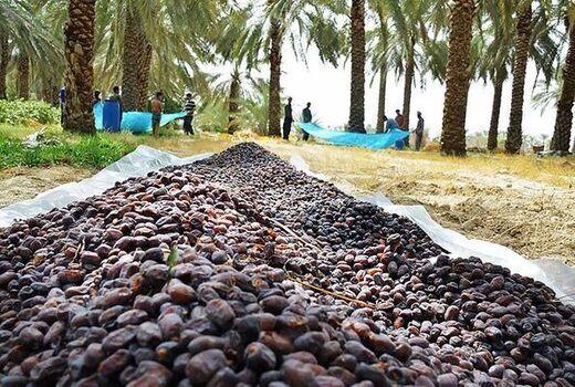 آغاز برداشت خرما از نخلستان‌های استان بوشهر
