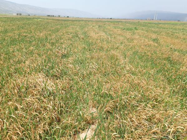 خسارت ۱۴ میلیارد تومانی سرمازدگی به کشاورزی فیروزآباد 