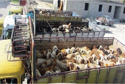 کشف احشام قاچاق به ارزش ۷۵۰ میلیون ریال در ایلام