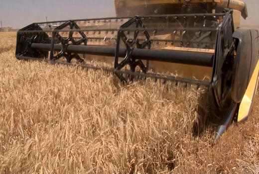 آغاز برداشت جو از مزارع شهرستان برخوار