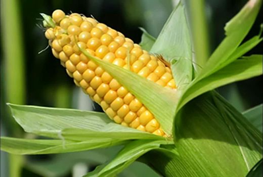 آغاز کشت ذرت با رویکرد تغییر الگوی کشت و آبیاری میکرو در مزارع آذربایجان غربی