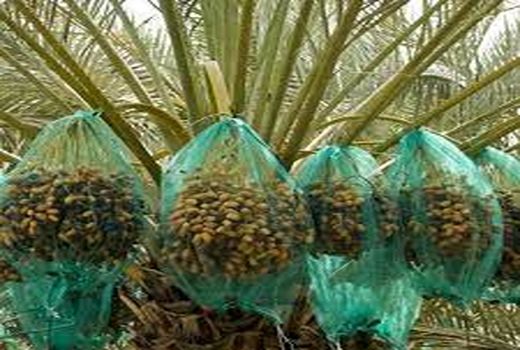 جلوگیری از ورود آفات و آلودگی با نصب توری خوشه خرما