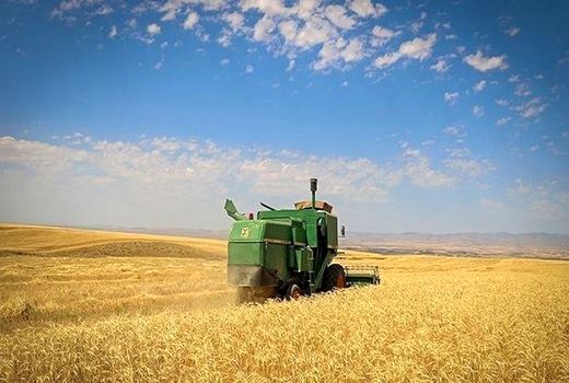 برداشت گندم در بوشهر از مرز ۴۶ هزار تن گذشت 